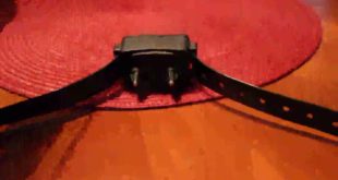 Ipets PET619 330 Yards Dog Electric Training Collar Review, recommend to any and all dog owners
