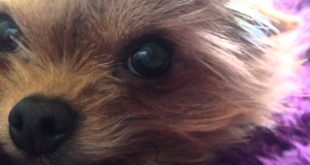 IT’S 2 SMALL FUCKING DOGS (British Bastard weekly upload #1)
