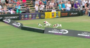 Jack Russell Run Final Run – 2016 Purina® Pro Plan® Incredible Dog Challenge® Western Regionals