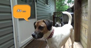 Jasper Next House Dog Apprentice