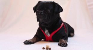 Kilo the Pug’s Merrick Dog Food Review