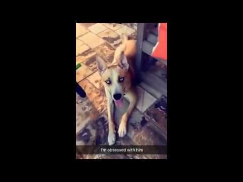 Kim Zolciak`s daughter puts on the dog`s shock collar for fun