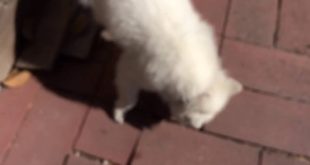 Kimi the Japanese dog sniff sniff for food