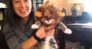 King Lion Mane Wig For Cats Small Dogs Costume Halloween Pet Cosplay Review,  Adorable, life like &