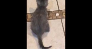 Kitten chasing dog food