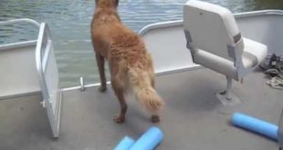 Lake House 2016- Odo the Water Dog
