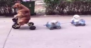 Large canine leads two small dogs in a tricycle train