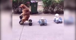 Large canine leads two small dogs in a tricycle train in China