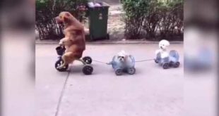 Large canine leads two small dogs in a tricycle train in China- AkademiPortal