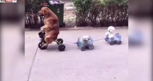 Large canine leads two small dogs in a tricycle train !!