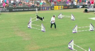 Large Dog Agility Winner – 2016 Purina® Pro Plan® Incredible Dog Challenge® Western Regionals