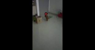 LED dog collar