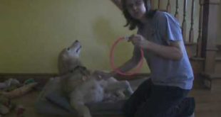 LED Dog Necklace Collar Reviews