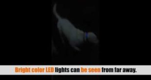 LED Dog Safety Collar