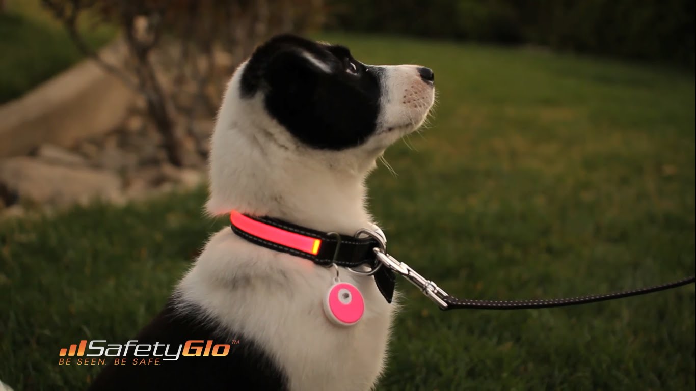 LED Nylon Pet Dog Collar Night Safety LED Light up Flashing Glow In The Dark Electric LED