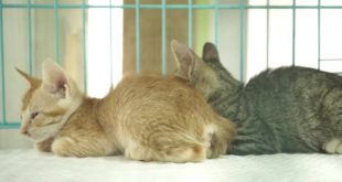 Linda Cat & Dog House Adoption Day 26