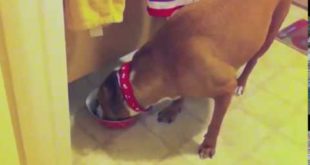 Little Dog Steals Big Dog s Food