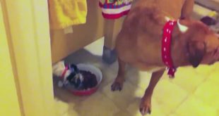 Little Dog Steals Big Dog’s Food