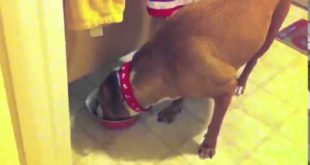 Little Dog Steals Food