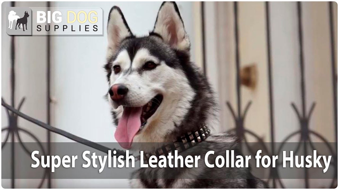 Lovely Husky Impresses Everyone with “Star-Shining” Leather Dog Collar