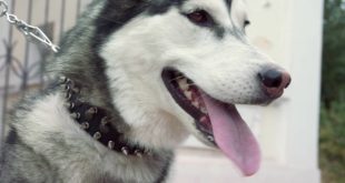Lovely Husky Walking in Spiked and Studded Leather Dog Collar