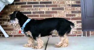 Lucky Dog Clothes Commercial – School Project