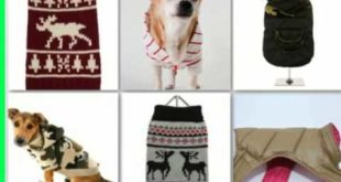 Luxury Dog Clothes and Accessories – Make a Furry Fashion Statement