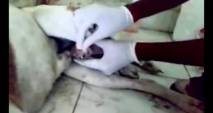 Maggots removal in dogs genital organ   maggots 2015   Mangoworms And Botfly   YouTube