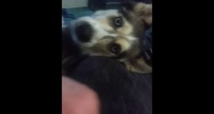 Majestic Pet Best Pet Collar Review