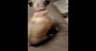 Majestic Pet Collar Review