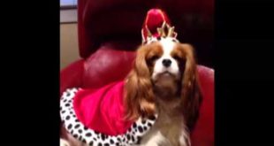 Major The Talking Dog – Thank You, Clothes & Proclamations