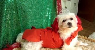 Make Dog Clothes Without Sewing-Episode 2=Red vest 01 ミシンなしで犬の服を作る재봉틀없이 강아지 옷 만들기