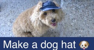 Make Dog Visor Hat-Cap-DIY Dog Food/Groom/Clothes – a tutorial by Cooking For Dogs