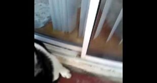Making a new dog food