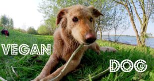 Making homemade VEGAN dog food in Germany