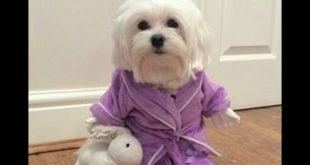 maltese dog images latest 2016