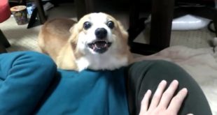 Man of the house pretending to play hostess, dog rage protection