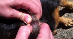 Mango worms in dogs   mangoworms under skin   Where do mangoworms come from   YouTube