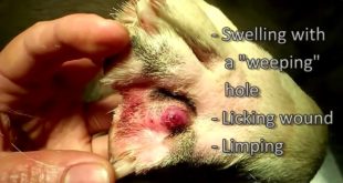 Mangoworms abscess   mango worms in a dogs, ringworms on dogs   YouTube