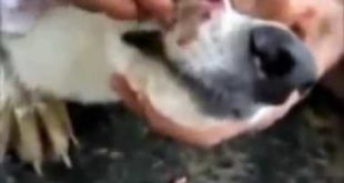Mangoworms in dogs nose   Mangoworms in America, ringworms on face   YouTube