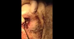 Mangoworms, maggots in dogs eyes   Can mango worms kill dogs   Mangoworms And Botfly   YouTube