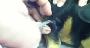 Mangoworms removal from a dogs skin   mangoworms puppies   Mangoworms And Botfly   YouTube