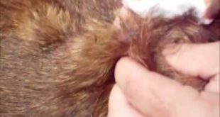 Mangoworms under the skin of dogs   treatment mango worms in dogs   Mangoworms And Botfly   YouTube