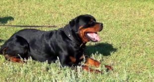 Massive Rottweiler in Stitched leather dog collar with braids for walking and training50