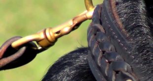 Massive Rottweiler in Stitched leather dog collar with braids for walking and training