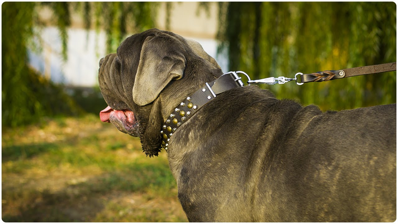 Mastino Napoletano wearing “Bump & Bits” Leather Dog Collar for Walking