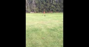Maya(My Dog) runs with shock collar