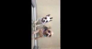 MCASAC Releases Video of Small Dogs