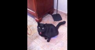 Mean cat pees in dog’s food bowl
