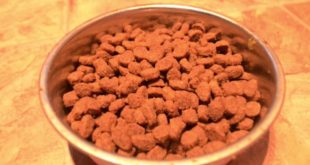 Megan Turner Advert Production- Iams dog food advert